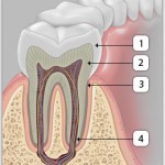 эмаль, цемент, дентин, пульпа