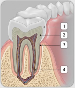 эмаль, цемент, дентин, пульпа